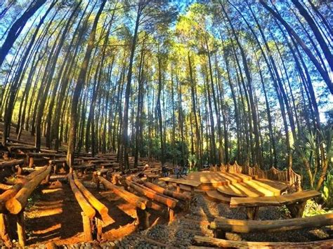 Rindang dan Sejuknya 10 Hutan Wisata di Indonesia Bikin Betah