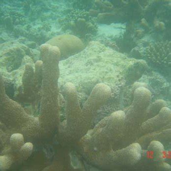 (PDF) Coral reefs of Lakshadweep – a glimpse