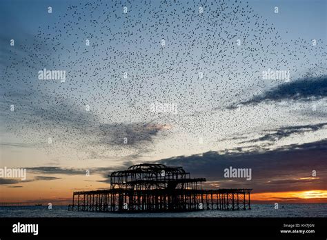 Murmuration over the ruins of Brighton's West Pier on the south coast ...