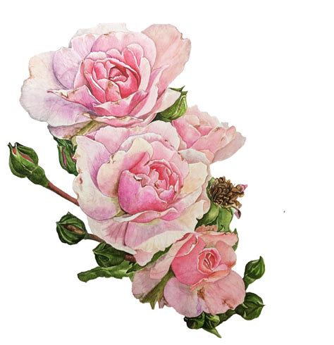 watercolor pink roses :: Behance