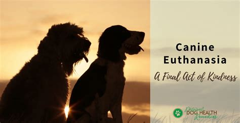 Canine Euthanasia - A Dog Owners' Guide