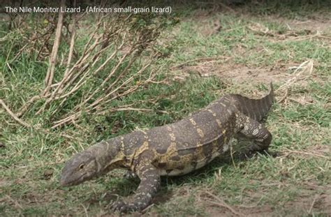 Nile Monitor Lizard in Naboisho Conservancy