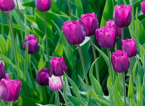 Hình ảnh hoa Tulip Tím và ý nghĩa của hoa Tulip màu tím - Tạp chí Văn Nghệ