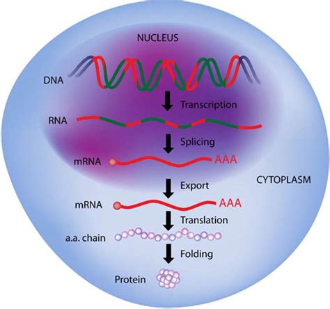 This image depicts the flow of genetic instructions from DNA, to RNA ...