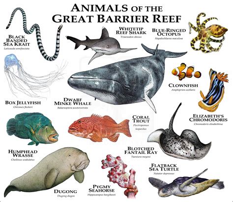 Animals of the Great Barrier Reef Poster Print - inkart