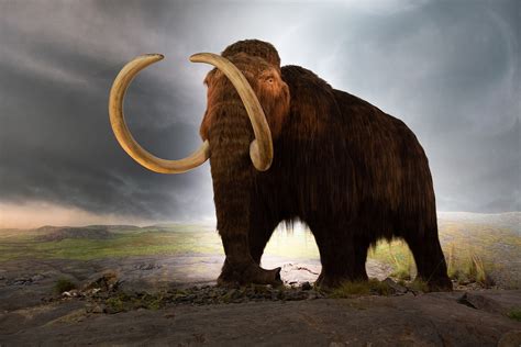 Revival of the woolly mammoth - Wikipedia