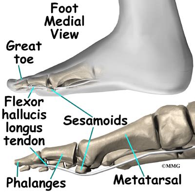 Sesamoid | eOrthopod.com