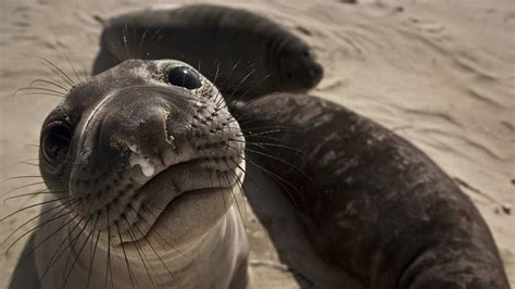 San Nicolas Island wildlife | San nicolas, Wildlife, Sea animals