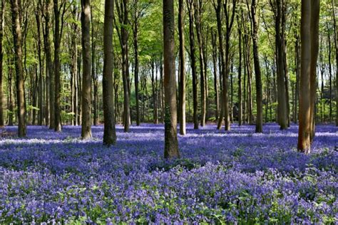 Bluebell Forest Wallpaper Wall Mural