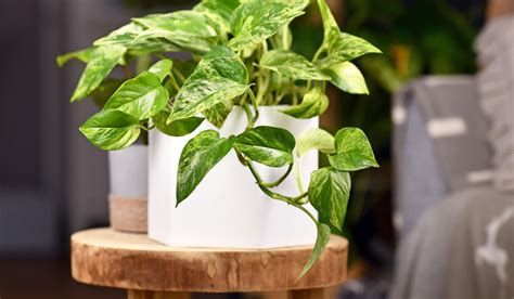 Pothos Plant: Facts, uses, grow & care guide