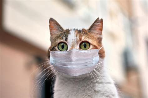 Study Confirms Cats Can Become Infected With COVID-19