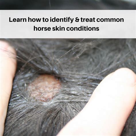 Images Of Ringworm In Horses : Ringworm in horses is a nasty condition ...