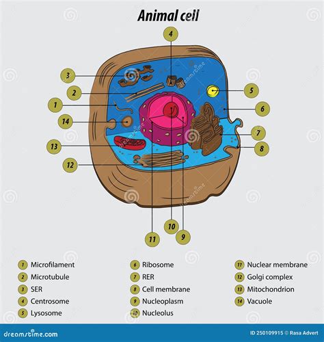 Animal Cell Labeled Diagram Vector Illustration Drawing with Layers ...