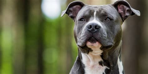 Myth Buster: Are Pitbulls Aggressive Dogs?