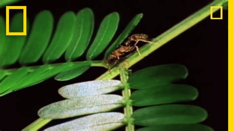 Amazing Symbiosis: Ant Army Defends Tree | National Geographic - YouTube