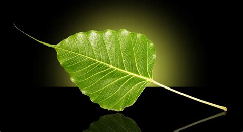 Free Bodhi Leaf Stock Photo - FreeImages.com