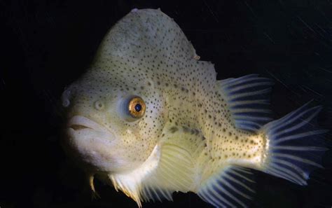 Lumpfish - Species encyclopedia - Aquarium La Rochelle