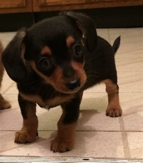 Chiweenie Puppies For Sale | Ames, IA #240369 | Petzlover