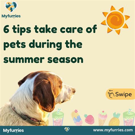 6 Tips take care of pets during the summer season - MyFurries Blog