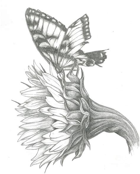 Butterfly On A Sunflower Drawing by David Lingenfelter