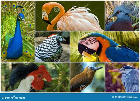 Different Species of Birds in Collage Stock Image - Image of park ...