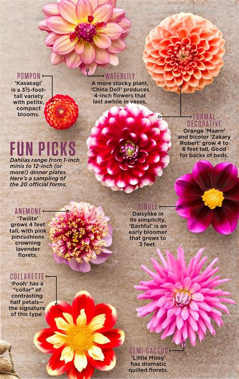 How to Plant, Grow and Care for Dahlias in 2020 | Dahlia flower, Plants ...