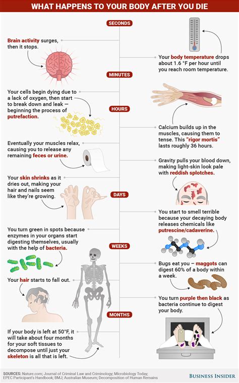 What Happens to Your Body After You Die? : ScienceAlert