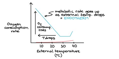 Exemplos De Animais Endotermicos E Ectotermicos – Novo Exemplo