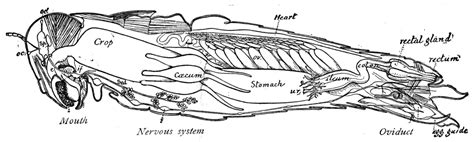 Grasshopper Internal Anatomy