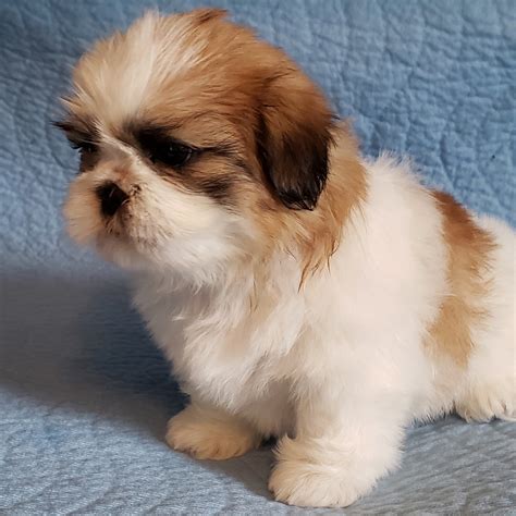 Shih Tzu Puppies For Sale | Newport, MI #297450 | Petzlover