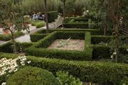 Category:Buxus sempervirens topiary - Wikimedia Commons