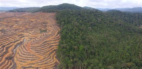 Hampir Gundul, Nasib Hutan Kinipan di Kalimantan Semakin Menyedihkan!