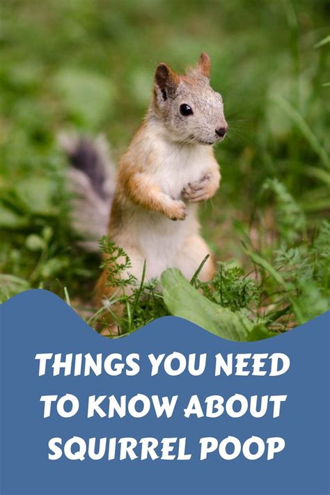 Things You Need To Know About Squirrel Poop | Squirrel food, Squirrel ...