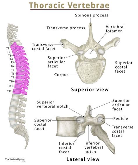 Thoracic Vertebra Labeled