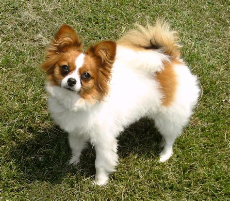 Papillon Dog Breed - Pictures, Information, Temperament ...