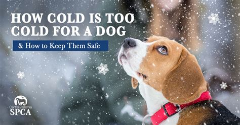 How Cold Is Too Cold For a Dog & How to Keep Them Safe – Central ...