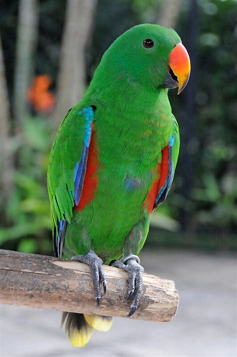 "green parrot" by mc27 | Redbubble