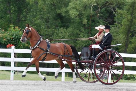 SPECIAL EVENT | Walnut Hill Carriage Driving Competition | Choice ...