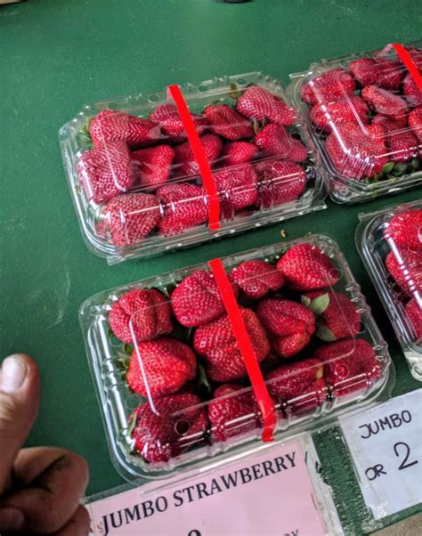 massive needle-free strawberries at the mangere strawberry farm : auckland