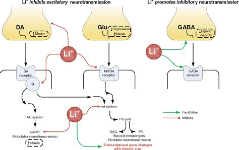 Mechanism Of Action Of Lithium