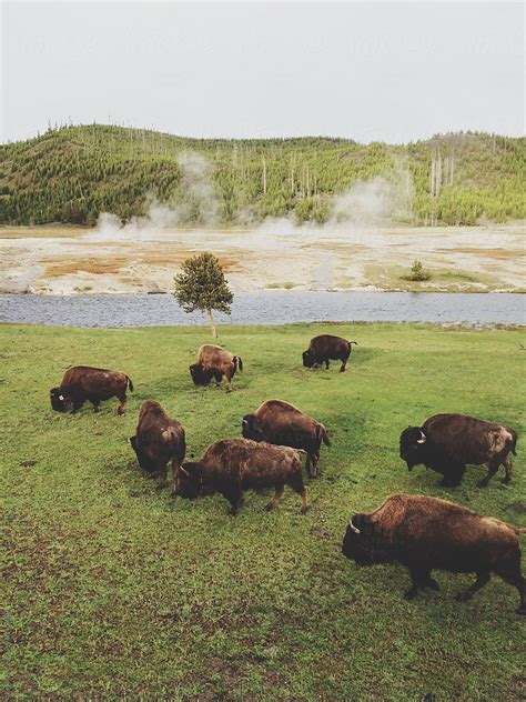 "Yellowstone Bison Graze" by Stocksy Contributor "Kevin Russ" - Stocksy