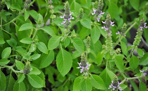 Medicinal Use of Holy Basil, Tulsi (Hindi) - Ocimum Tenuiflorum syn. O ...