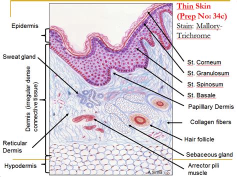 thin skin | Integumentary system, Medical school studying, Human ...