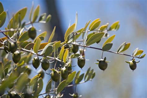 5 DIY Jojoba Oil Recipes To Add To Your Skincare Routine