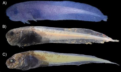 Newly Discovered Blue Snailfish Found in the Deep Sea