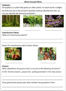 Adaptation In Plants Worksheet For Class 4