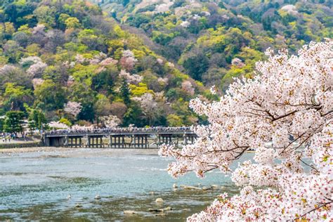 The Best Spots to See Cherry Blossoms in Kyoto - GaijinPot Travel