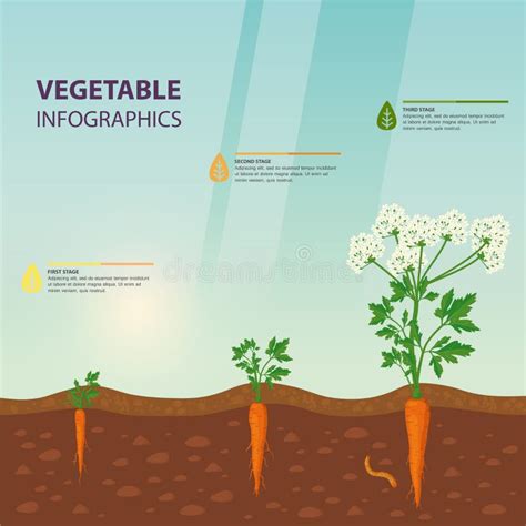 Carrot growth stage stock vector. Illustration of food - 119128484