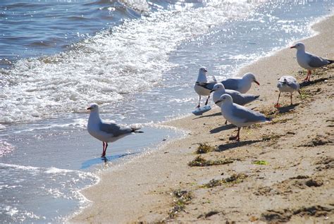 Beach photos, Ocean sounds, Seagull