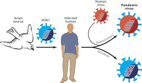 The Genesis of a Pandemic Influenza Virus: Cell